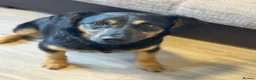 Mixed Breed dogs for adoption: CUTE DEZSO NEEDS LOVE - Advert 10