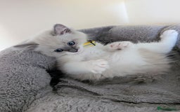 Ragamese cats for sale: 🐾💎Ragdoll X Siamese (Ragamese) Kittens💎🐾 - Image 28