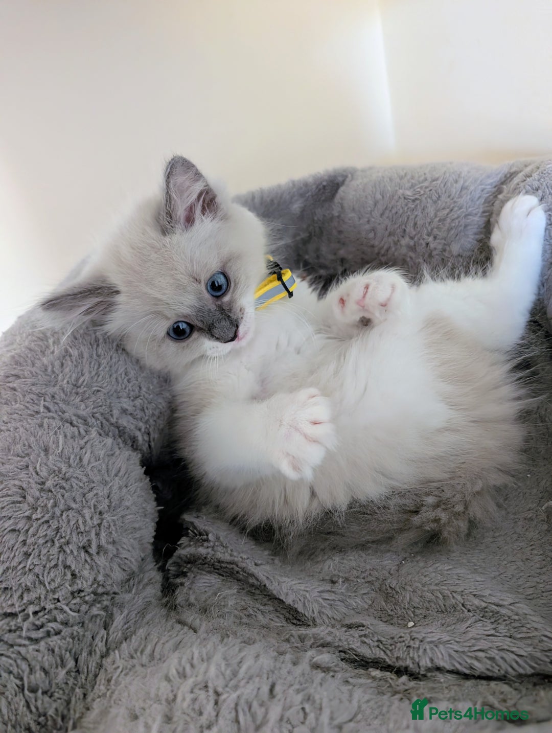 Ragamese cats for sale: 🐾💎Ragdoll X Siamese (Ragamese) Kittens💎🐾 - Image 28