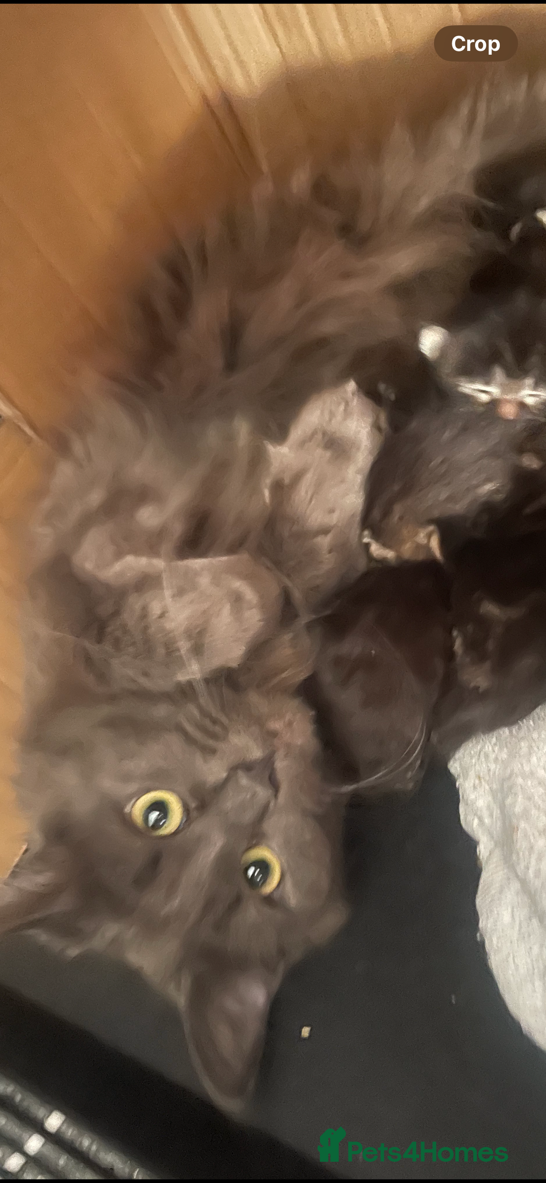 Maine Coon cats for sale: 💓Beautiful Mainecoon/Ragdoll Mix Kittens💓 - Advert 11