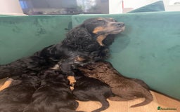 Mixed Breed dogs for sale: Bedlington cross cocker spaniel puppies  - Image 12