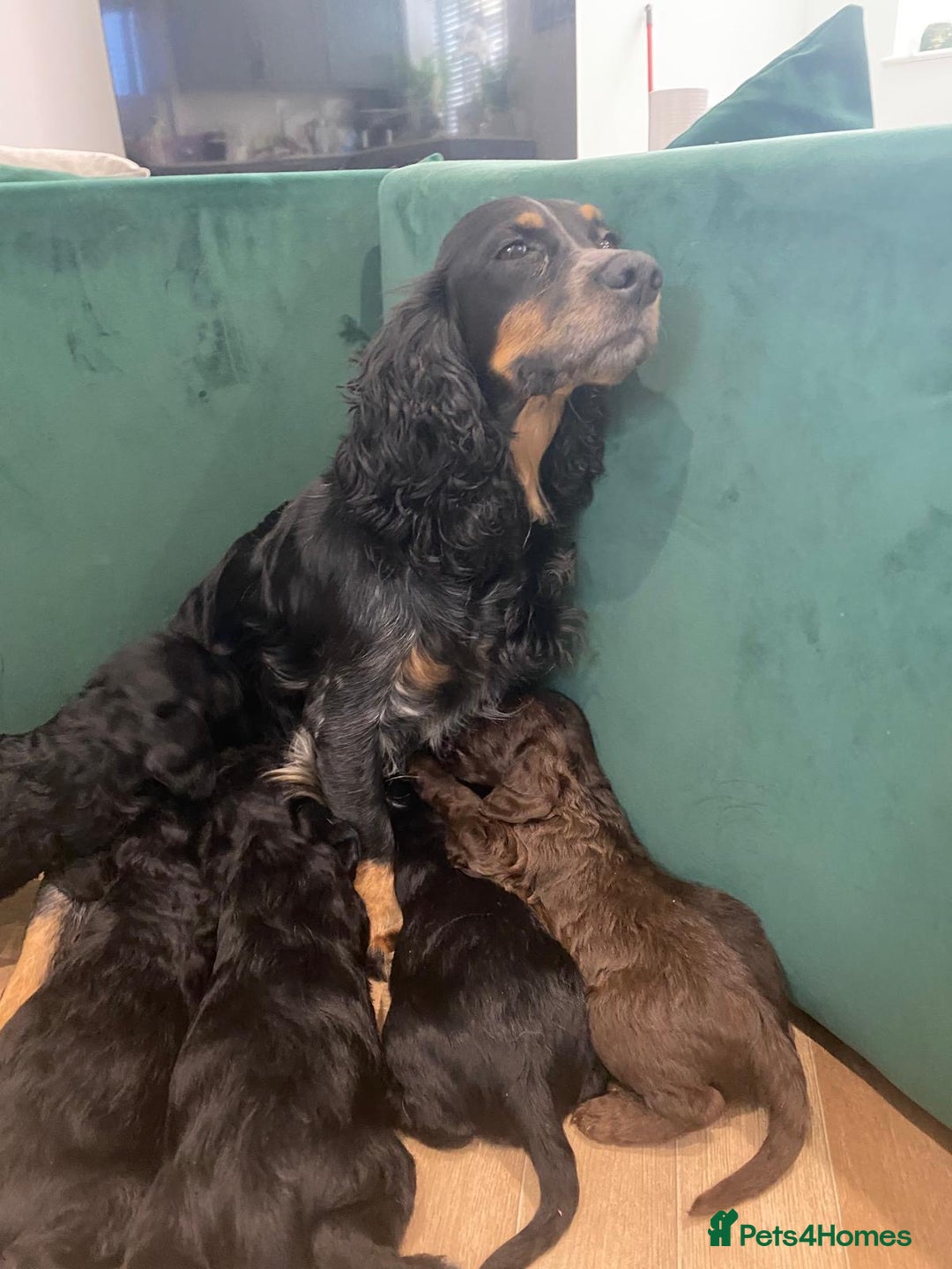 Mixed Breed dogs for sale: Bedlington cross cocker spaniel puppies  - Image 12