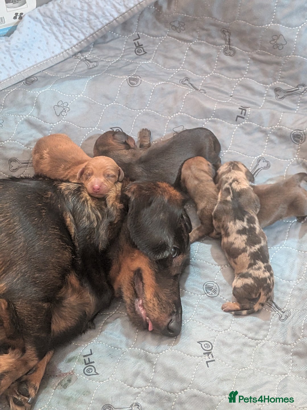 Dachshund dogs for sale: Dachshund puppies  - Advert 5