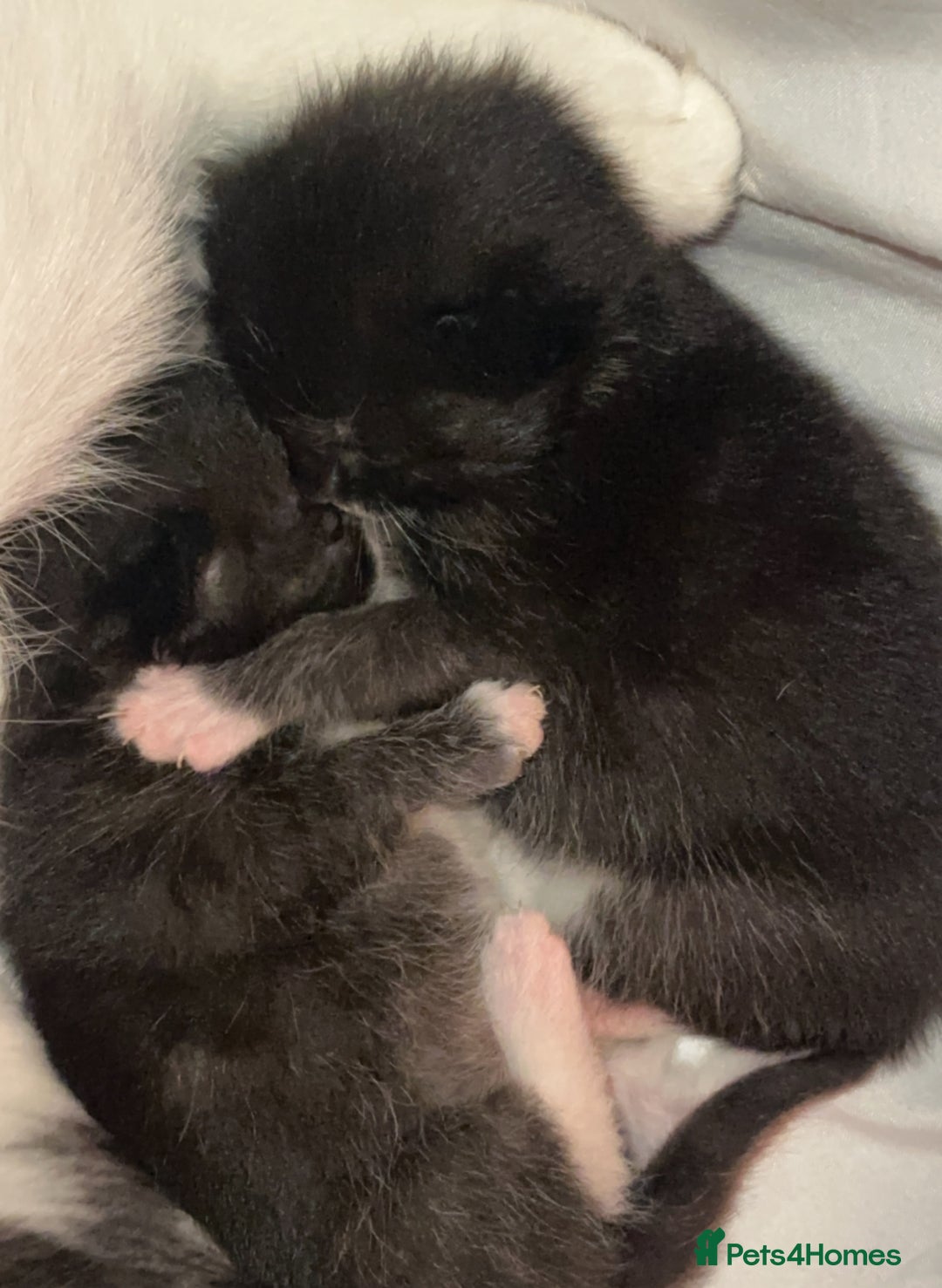 Mixed Breed cats for adoption: 8 week Kitten - Tuxedo Boy  - Advert 5