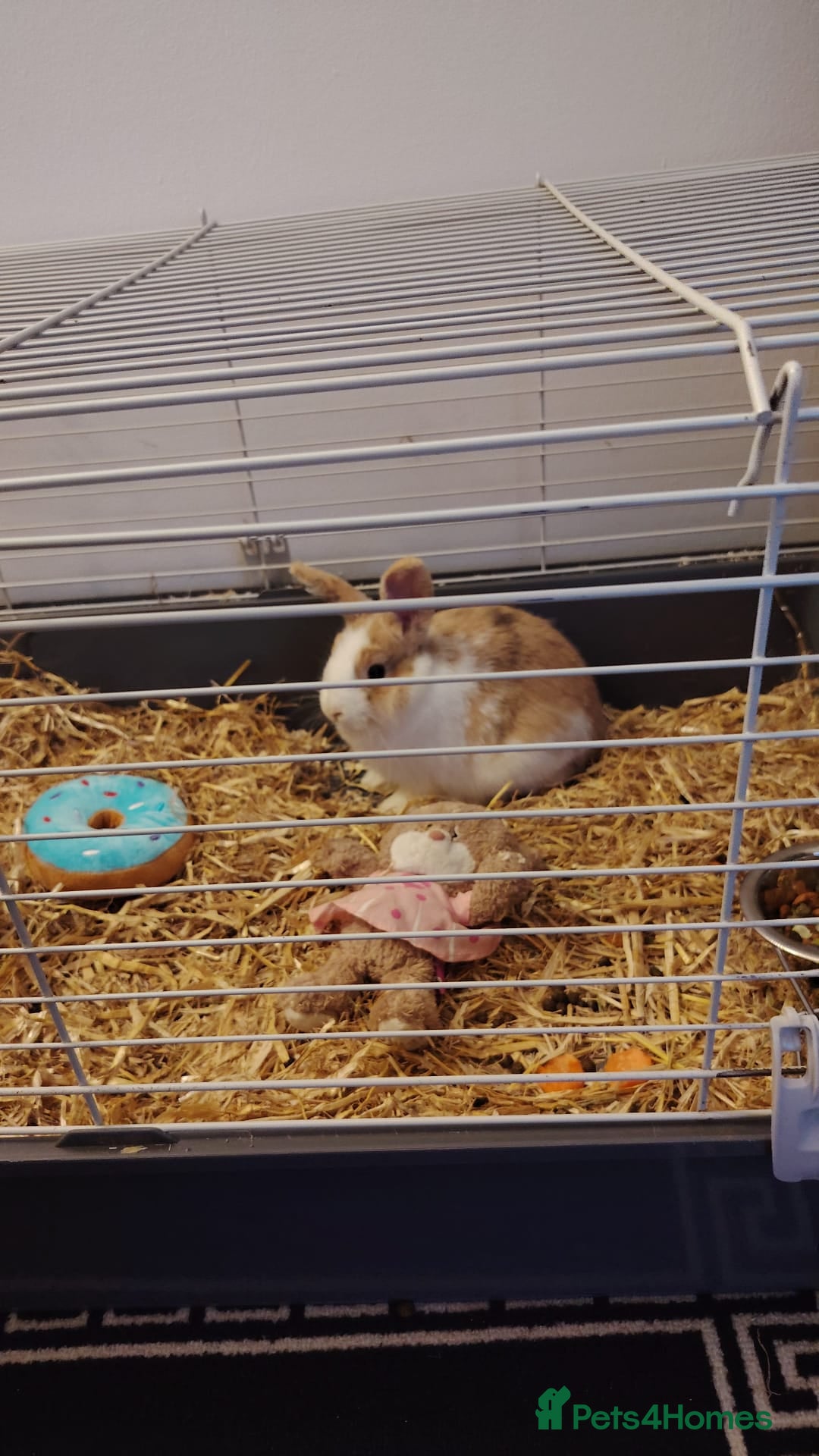 Rex rabbits for sale: Mini Male rex rabbit 6 months old  - Advert 1