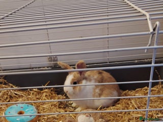 Rex rabbits Mini Male rex rabbit 6 months old - Advert 1