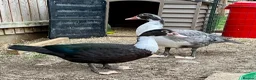 Ducks poultry for sale: Pair of Muscovys  - Advert 4