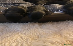 Scottish Terrier dogs for sale: Scottish terriers puppies - Advert 11