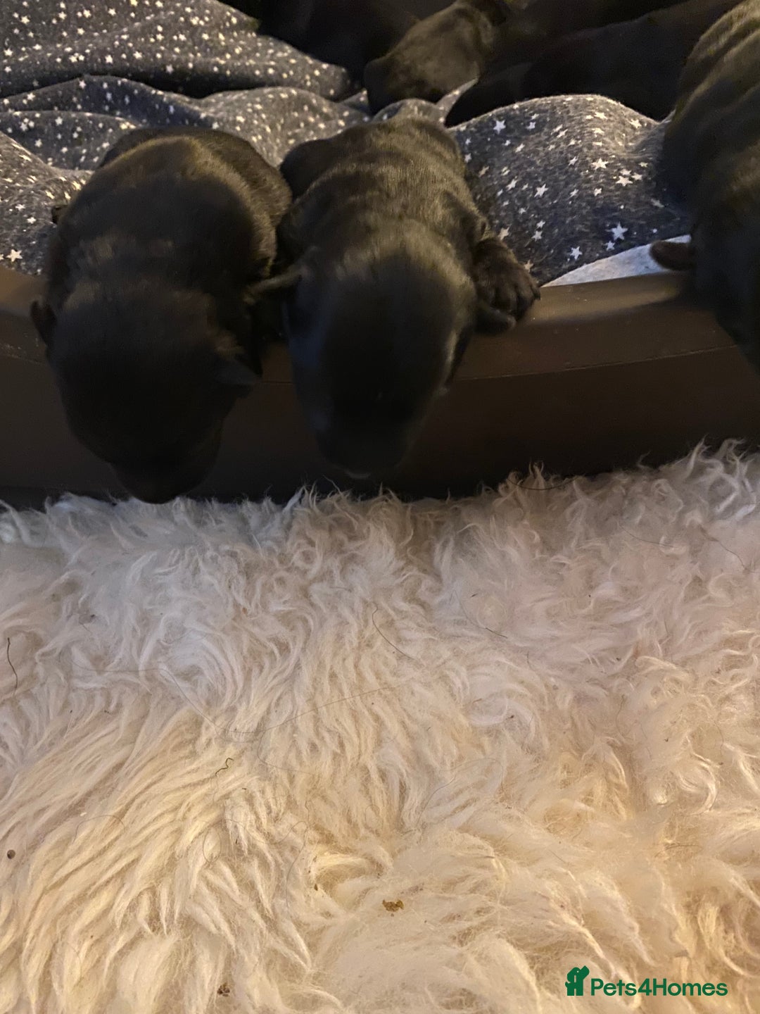 Scottish Terrier dogs for sale: Scottish terriers puppies - Advert 11