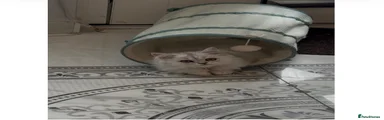 Persian 1