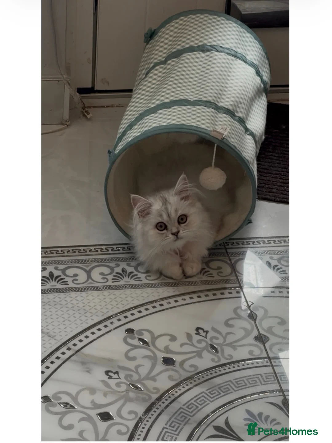 Persian cats for sale: Persian princess  - Advert 2