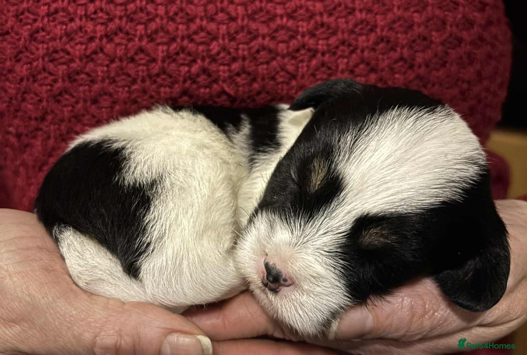 Mixed Breed dogs for sale: Lhasa-JackRussell - Advert 1