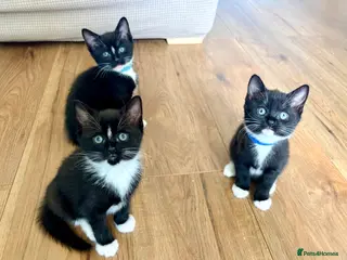 Mixed Breed cats Beautiful British Shorthair Cross Kittens - Advert 7