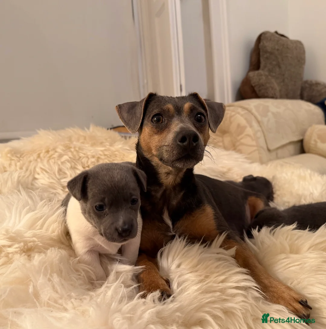 Jack Russell dogs for sale: Stunning blue and blue tri JRT pups - Advert 1