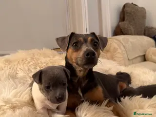 Jack Russell dogs Stunning blue and blue tri JRT pups - Advert 16