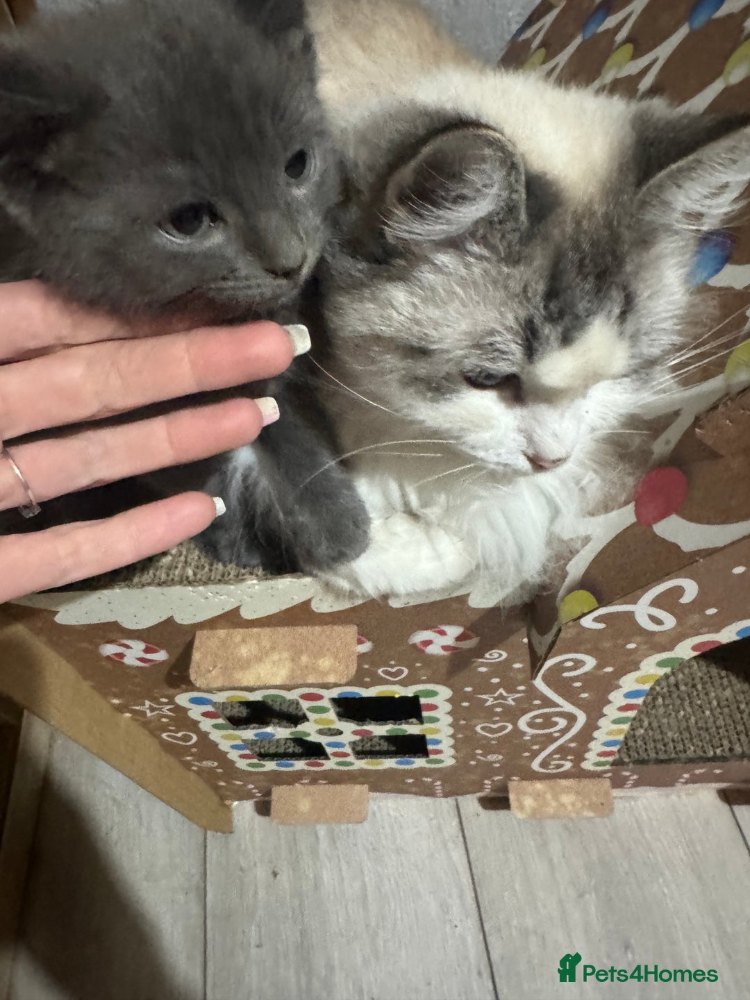 Ragdoll cats for sale: Solid Grey Ragdoll Boy  - Advert 1
