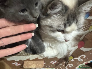 Ragdoll cats Solid Grey Ragdoll Boy - Advert 11