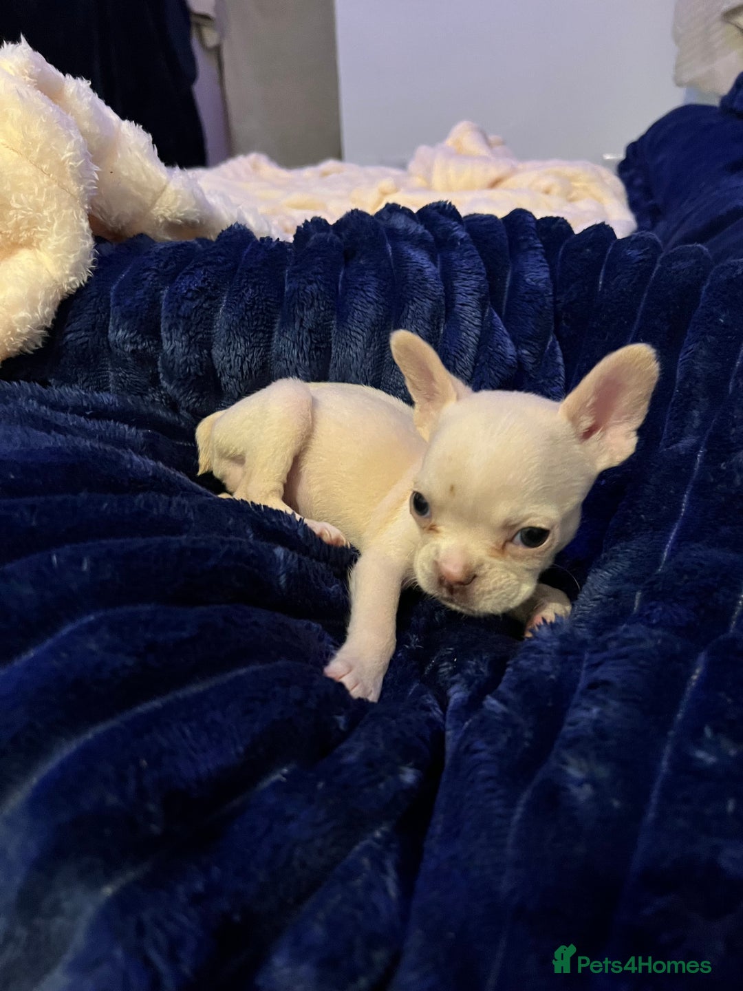 French Bulldog dogs for sale: French bulldog - Advert 8