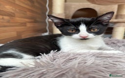 Mixed Breed cats for sale: 4 beautiful kittens, Bengal & British shorthair - Image 4