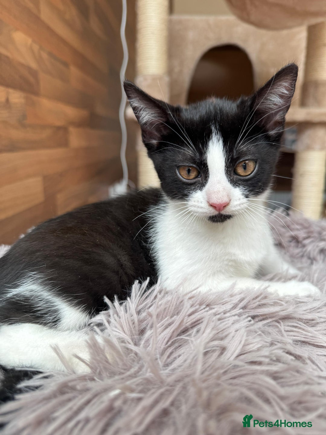 Mixed Breed cats for sale: 4 beautiful kittens, Bengal & British shorthair - Image 4