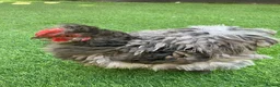 Chickens poultry for sale: Pekin bantam chicks - Advert 6