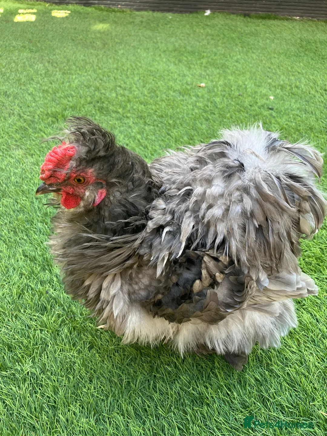Chickens poultry for sale: Pekin bantam chicks - Advert 6