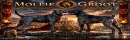 Cane Corso dogs for sale: Beautiful cane corso puppies.  in Liverpool - Advert 1