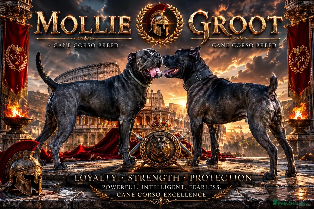Cane Corso dogs for sale: Beautiful cane corso puppies.  in Liverpool - Advert 1