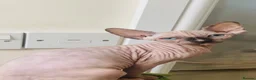 Sphynx cats for sale: Beautiful light tortie girl  - Advert 5