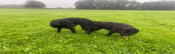 Patterdale Terrier dogs for stud: Patterdale/Black fell terrier for stud in Liverpool - Advert 7