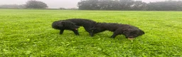 Patterdale Terrier dogs for stud: Patterdale/Black fell terrier for stud in Liverpool - Advert 7