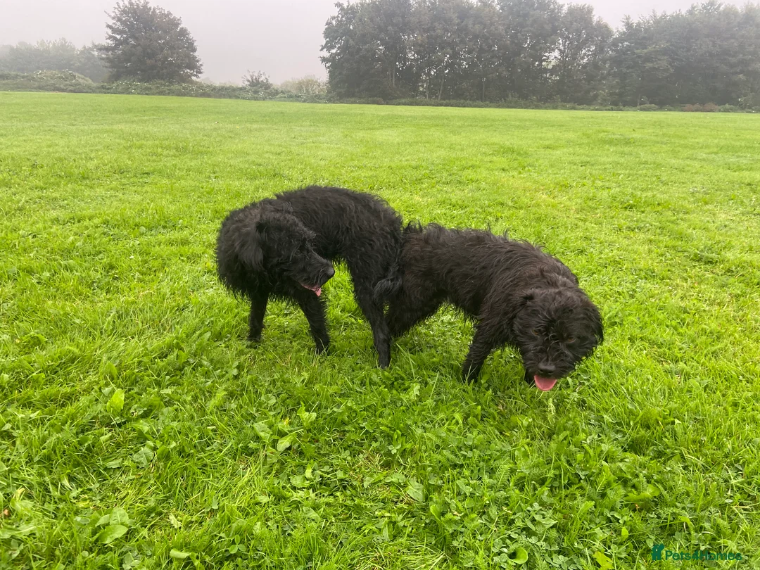 Patterdale Terrier dogs for stud: Patterdale/Black fell terrier for stud in Liverpool - Advert 7