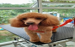 Miniature Poodle dogs for stud: Proven apricot miniature poodle in Sutton Coldfield - Image 1