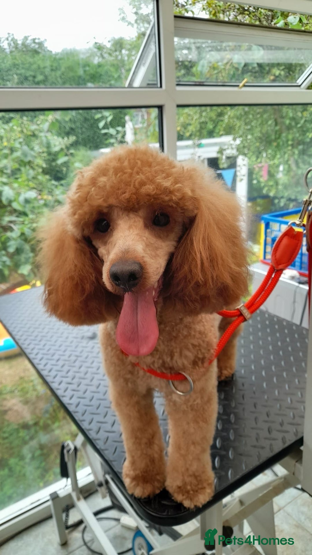 Miniature Poodle dogs for stud: Proven apricot miniature poodle in Sutton Coldfield - Image 1