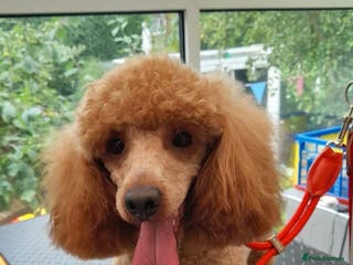 Miniature Poodle dogs Proven apricot miniature poodle in Sutton Coldfield - Advert 19