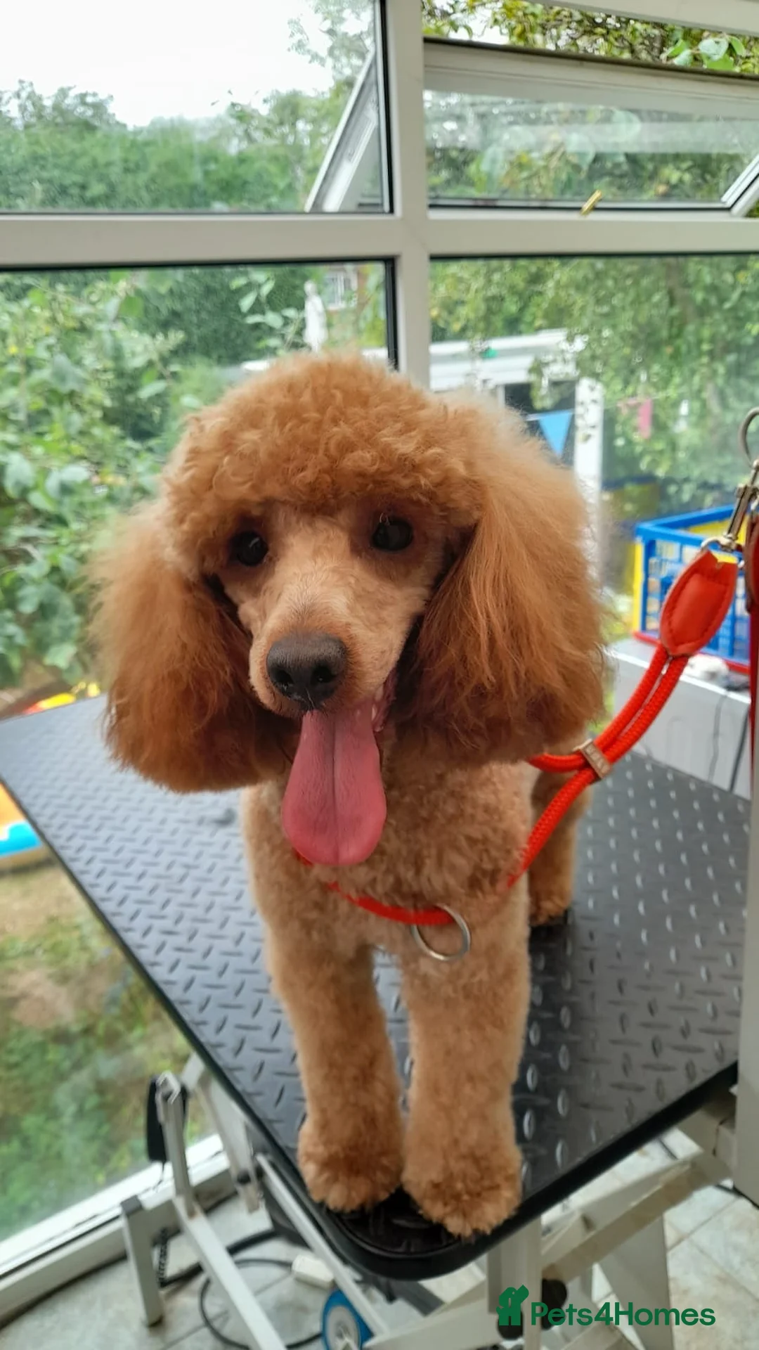 Miniature Poodle dogs for stud: Proven apricot miniature poodle in Sutton Coldfield - Advert 1