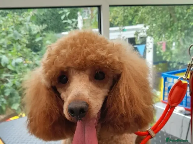 Miniature Poodle dogs for stud: Proven apricot miniature poodle - Advert 1