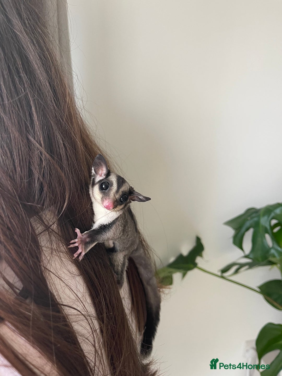 Sugar Glider rodents for sale: Two Female Sugar Glider Joeys - Advert 6