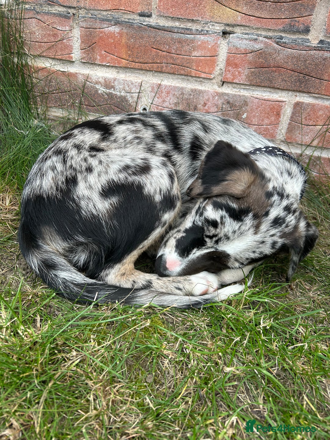 Mixed Breed dogs for sale: Border collie x Labrador Puppy  - Image 3
