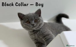 British Shorthair cats for sale: 🐾 Champion Line Blue BSH Kittens GCCF Active 🐾  - Image 3