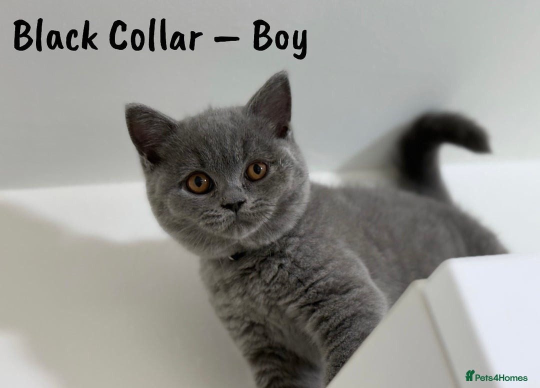 British Shorthair cats for sale: 🐾 Champion Line Blue BSH Kittens GCCF Active 🐾  - Image 3