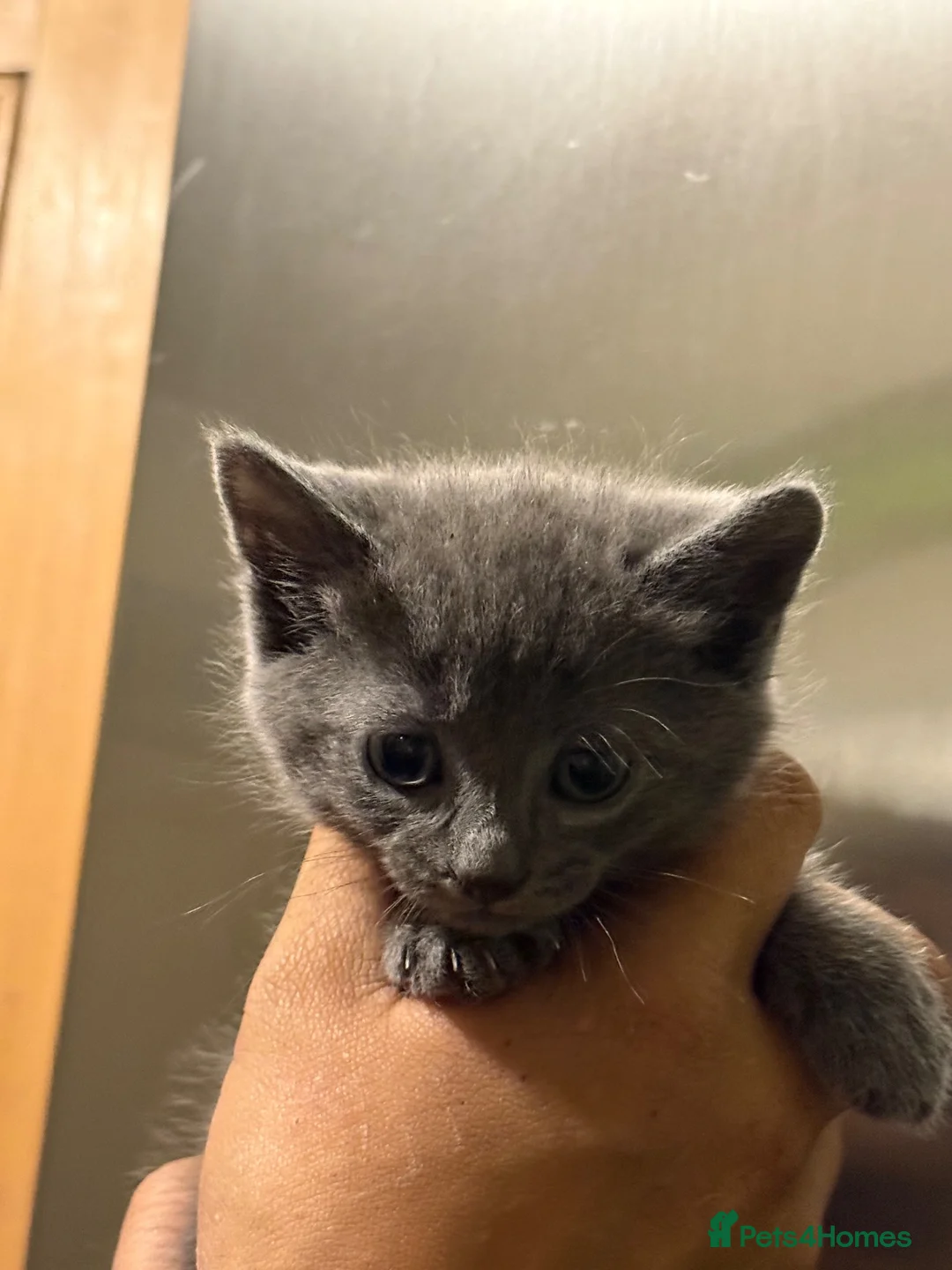 Mixed Breed cats for sale: 6 beautiful kitten  - Advert 3