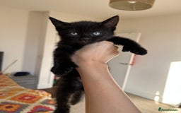 Ragdoll cats for sale: beautiful kittens for sale - Advert 4