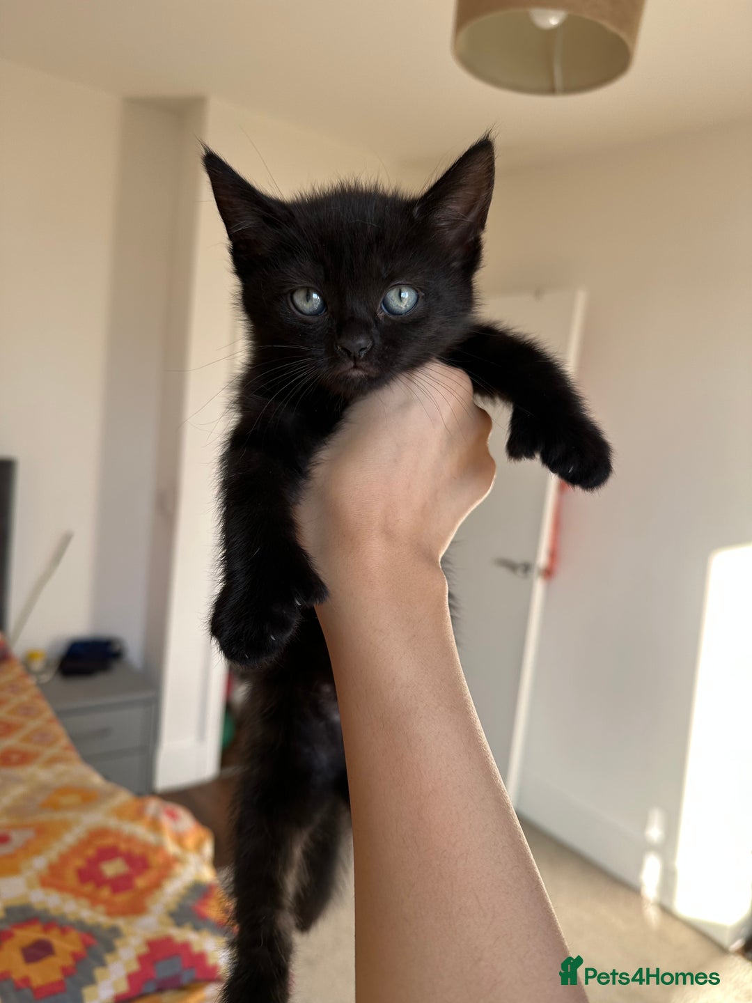 Ragdoll cats for sale: beautiful kittens for sale - Advert 4