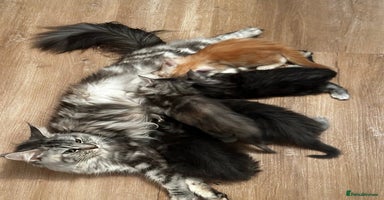 Maine Coon cats - Advert 8