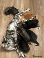 Maine Coon cats - Advert 4