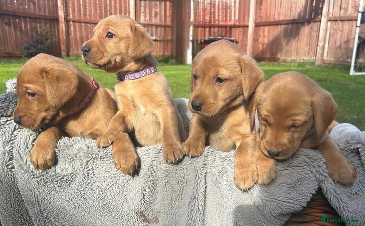 Labrador Retriever dogs - Advert 4