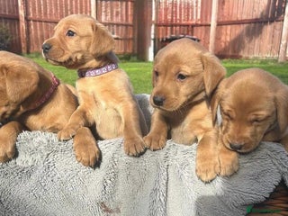 Labrador Retriever dogs - Advert 24