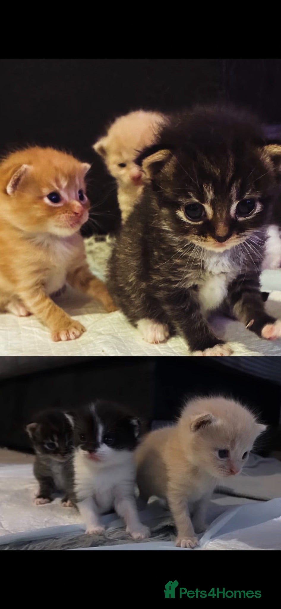 Mixed Breed cats Kittens looking for there forever homes - Advert 1