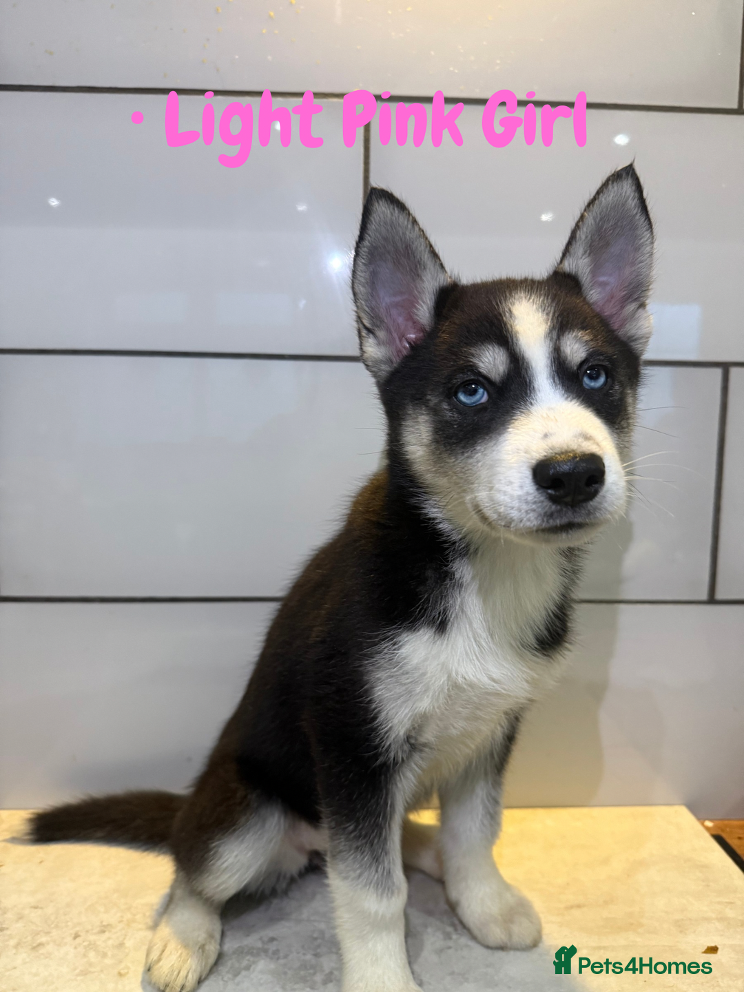 Siberian Husky dogs for sale: Husky Puppies 🩵🩷 - Advert 7